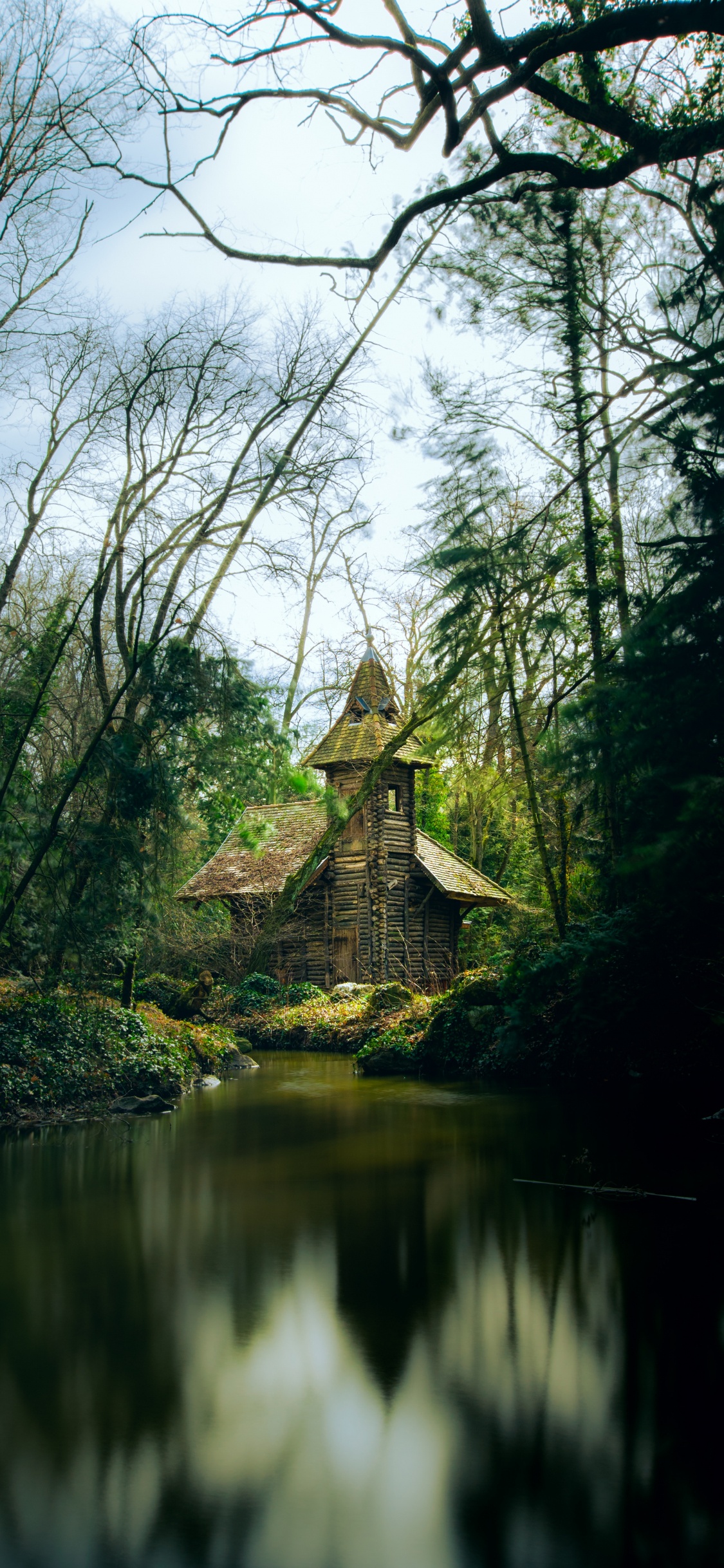 Обои лес, природа, дерево, окружающая среда, природный ландшафт в разрешении 1125x2436