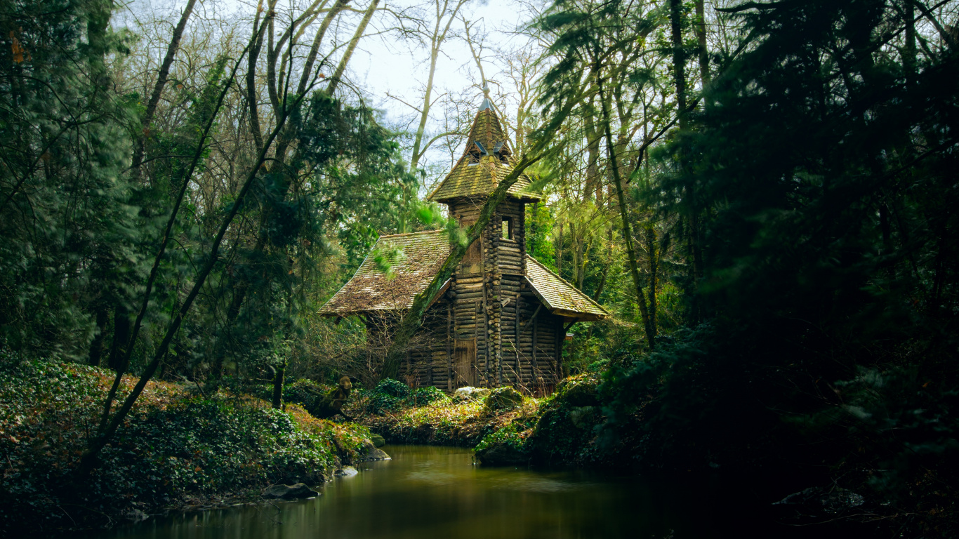 Обои лес, природа, дерево, окружающая среда, природный ландшафт в разрешении 1366x768