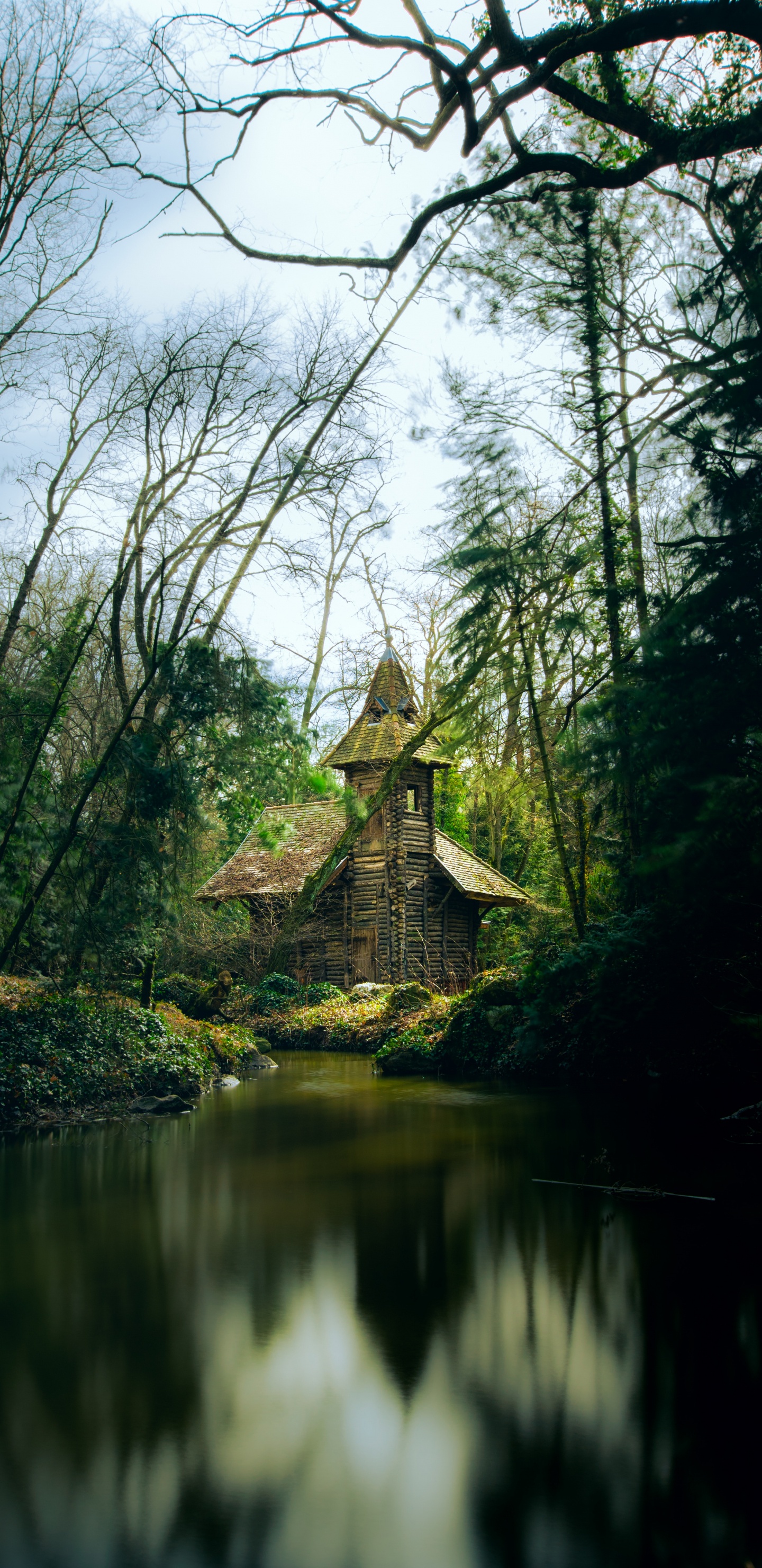 Обои лес, природа, дерево, окружающая среда, природный ландшафт в разрешении 1440x2960