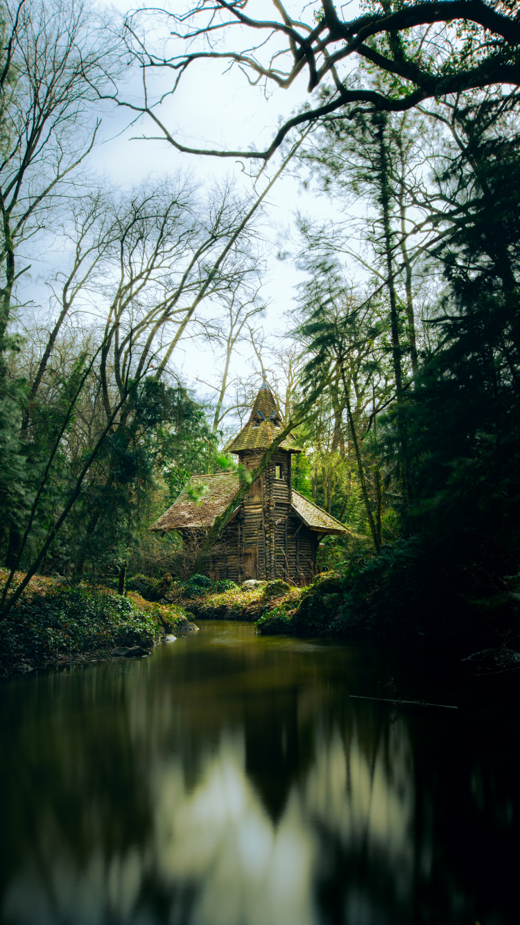 Обои лес, природа, дерево, окружающая среда, природный ландшафт в разрешении 750x1334