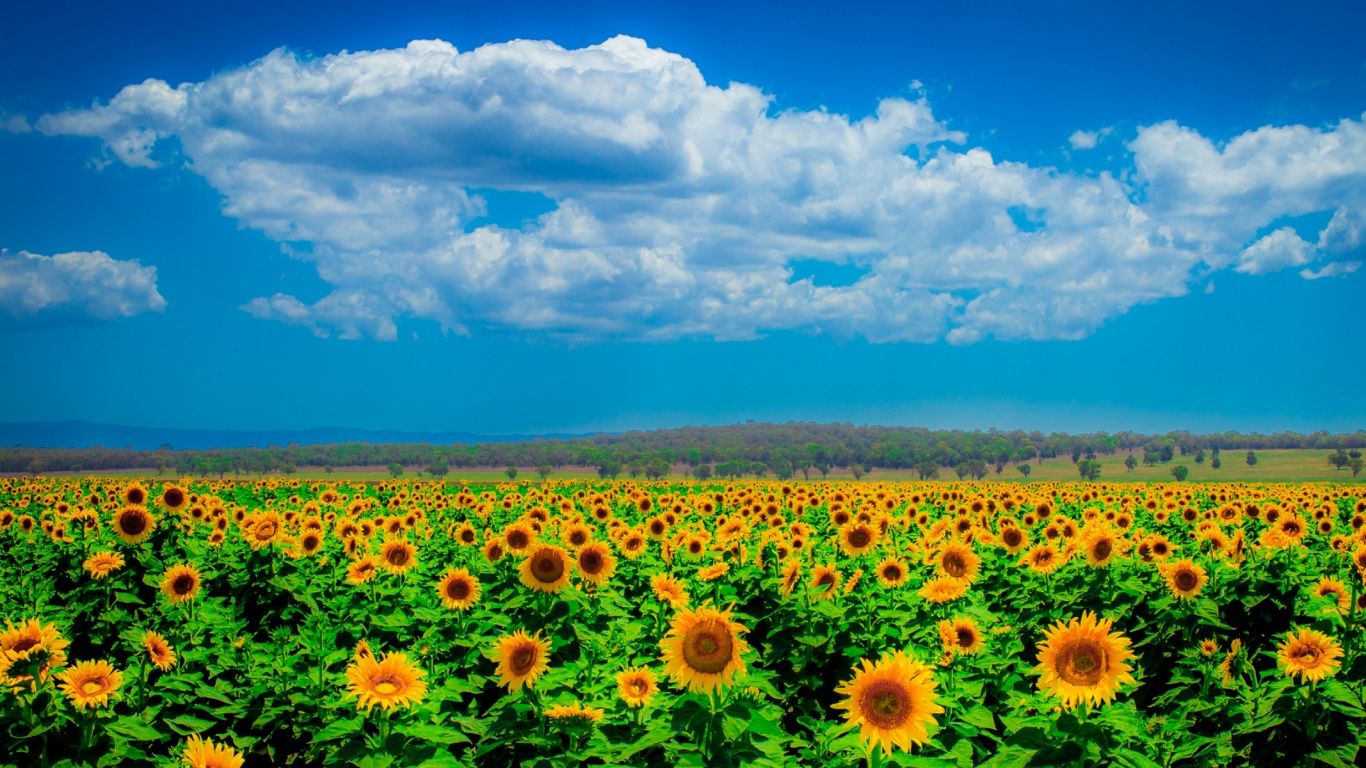 Обои луг, цветок, поле, цветковое растение, прерия в разрешении 1366x768