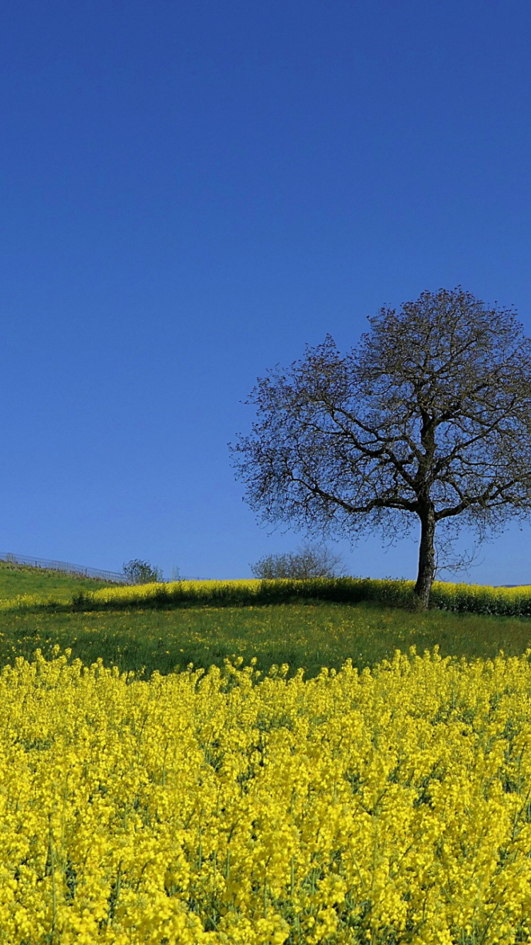 Обои пейзаж, цветок, растение, Люди в природе, природный ландшафт в разрешении 750x1334