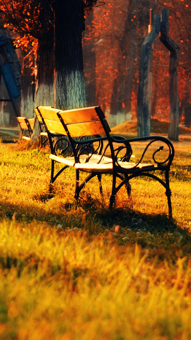 Обои природа, дерево, лист, осень, утро в разрешении 750x1334