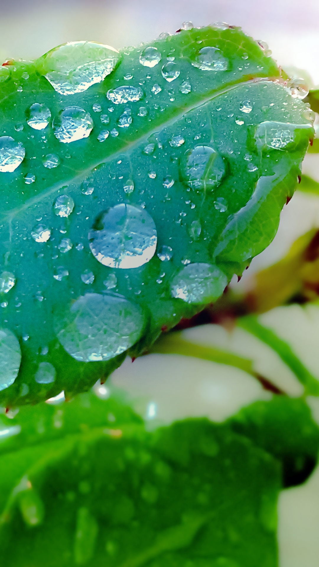 Обои лист, Посредством чего, вода, жидкий, растение в разрешении 1080x1920