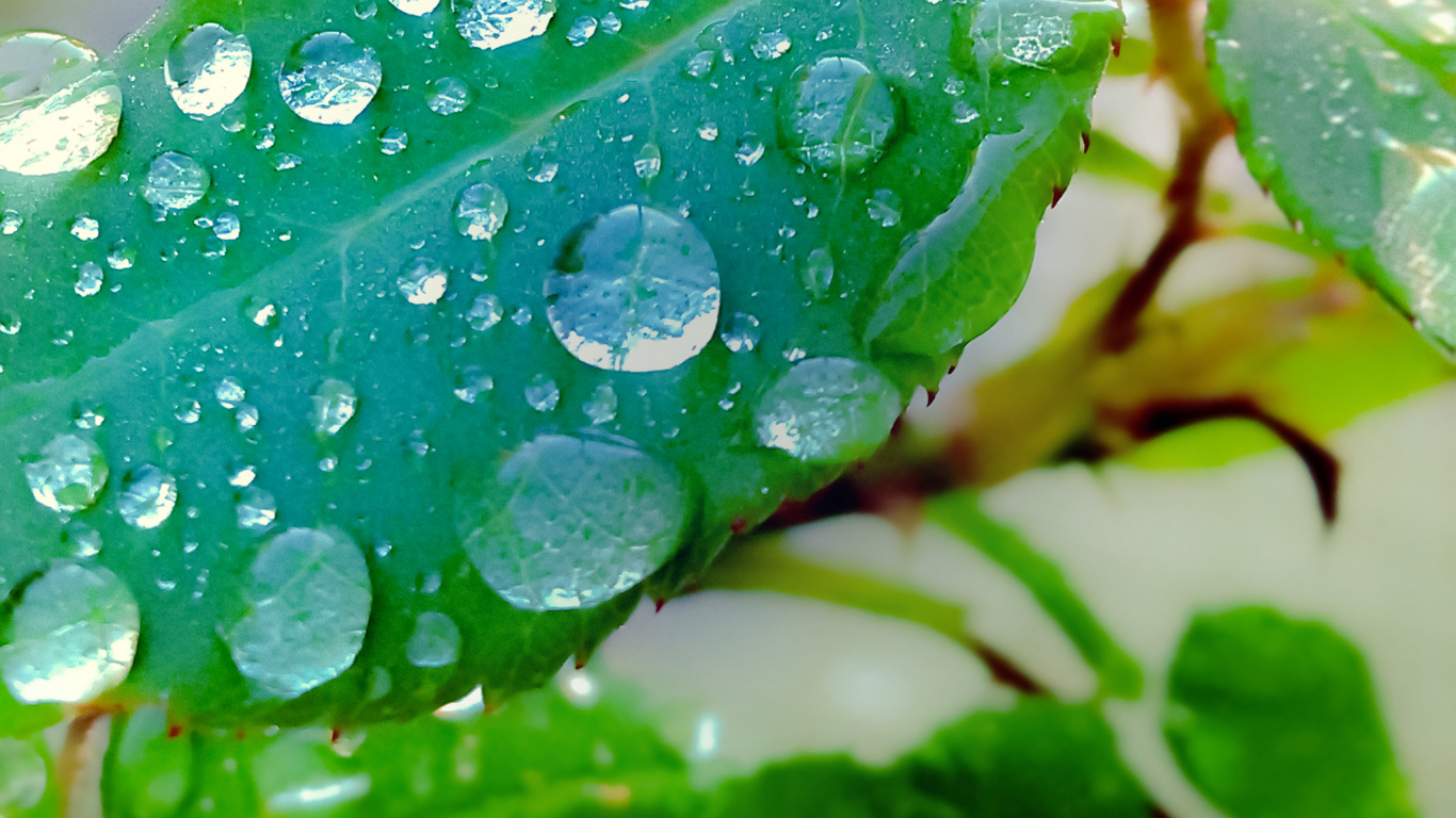 Обои лист, Посредством чего, вода, жидкий, растение в разрешении 1366x768