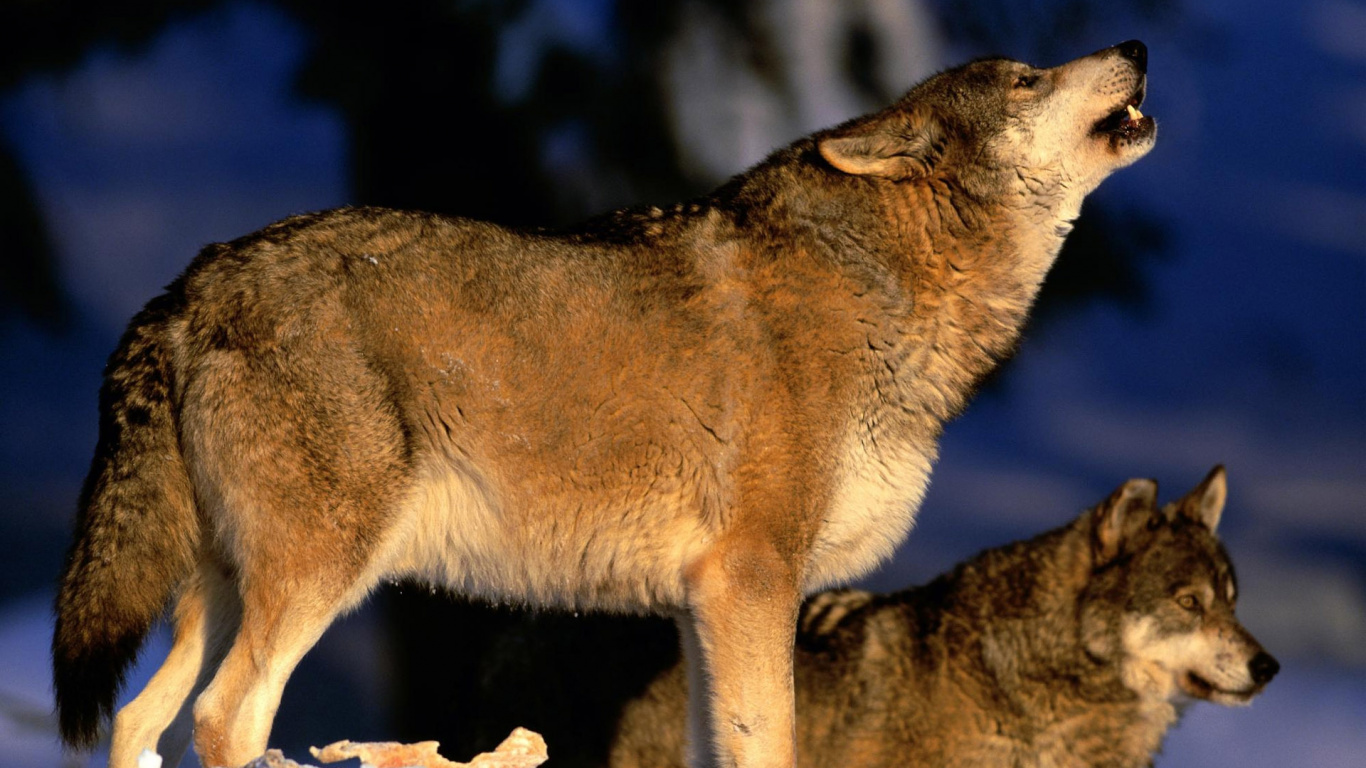 Обои фауна, собака, шакал, серый, морда в разрешении 1366x768