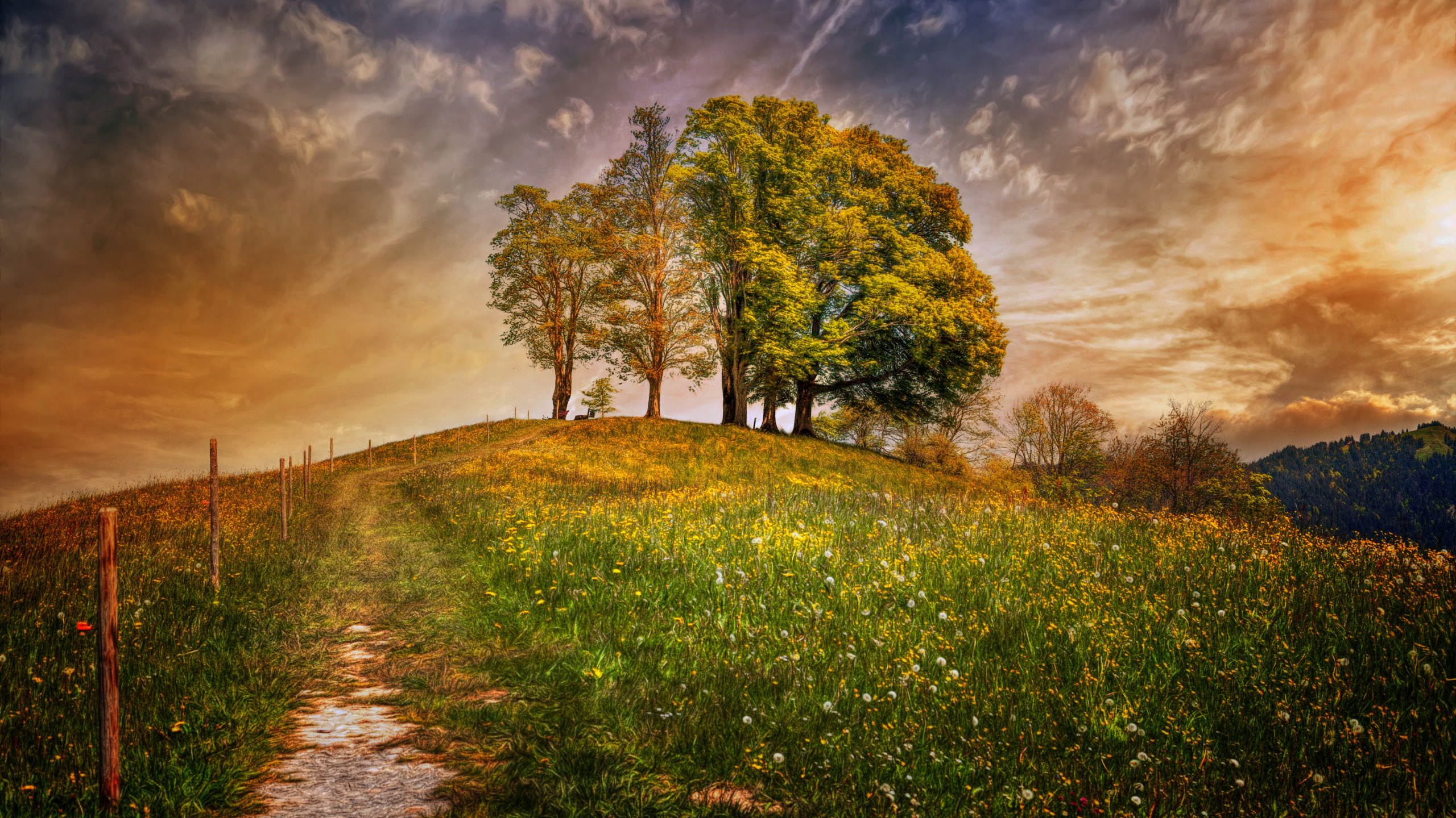 Обои природа, дерево, солнечный свет, облако, утро в разрешении 2560x1440