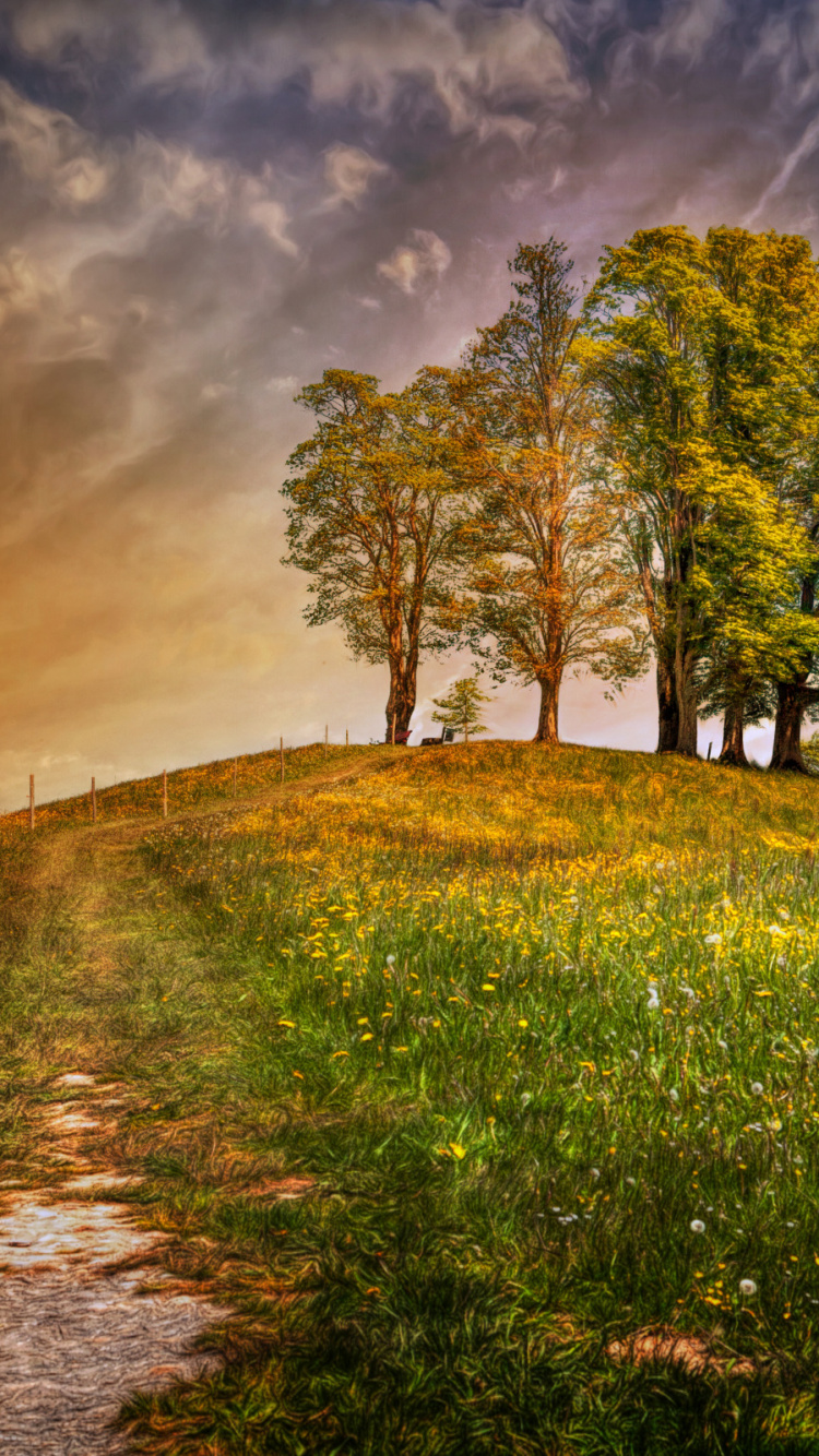 Обои природа, дерево, солнечный свет, облако, утро в разрешении 750x1334