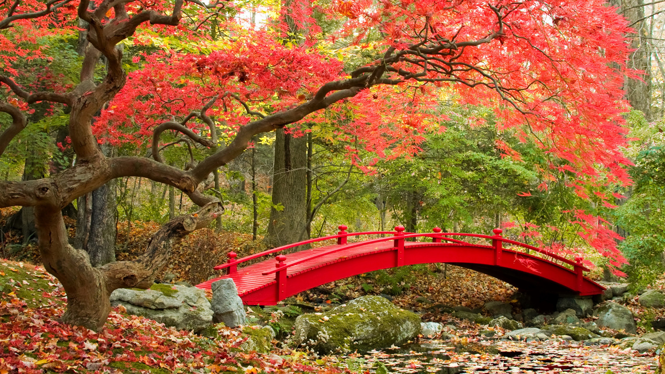 Обои японский клен, японский сад, сад, дерево, природа в разрешении 1366x768