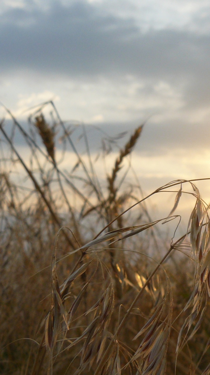 Обои горизонт, утро, Реклама, Диенс, прерия в разрешении 720x1280