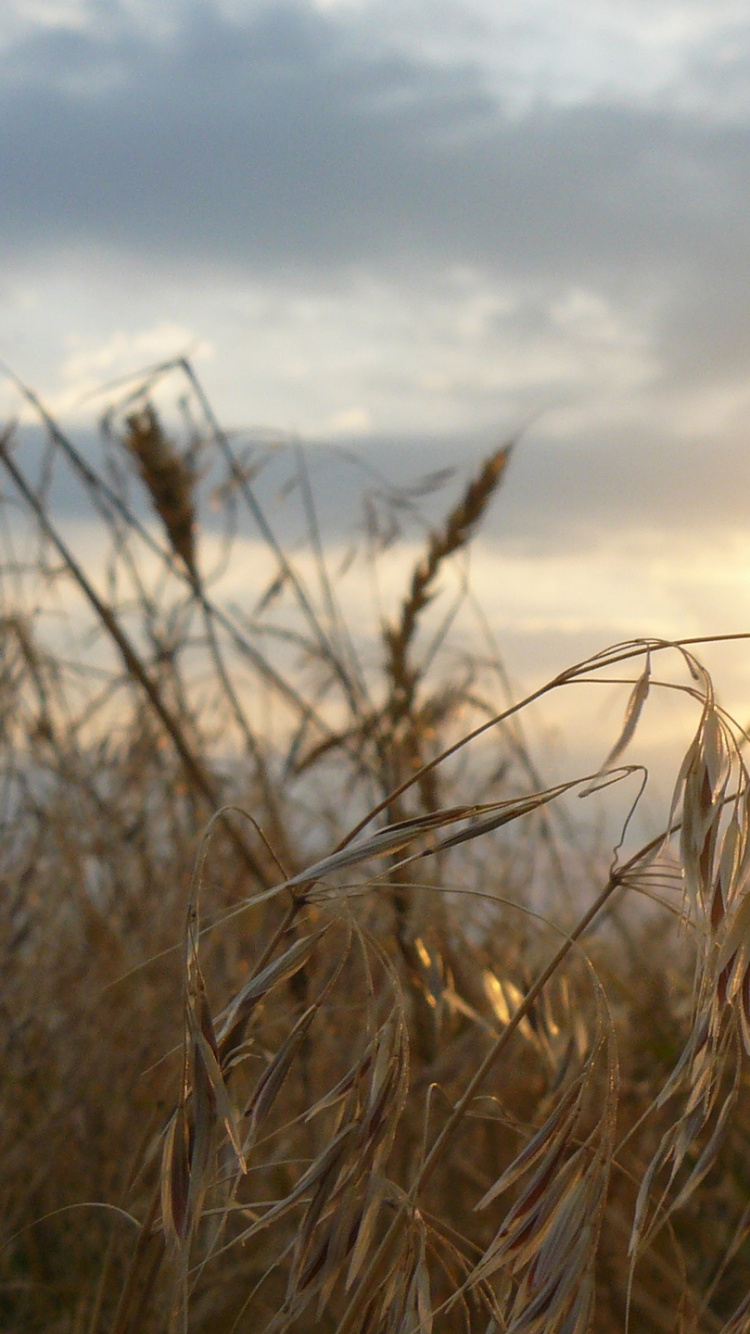 Обои горизонт, утро, Реклама, Диенс, прерия в разрешении 750x1334