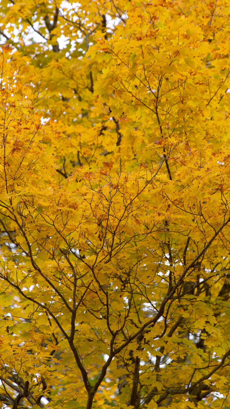 Обои ветвь, лист, дерево, клен, желтый в разрешении 750x1334