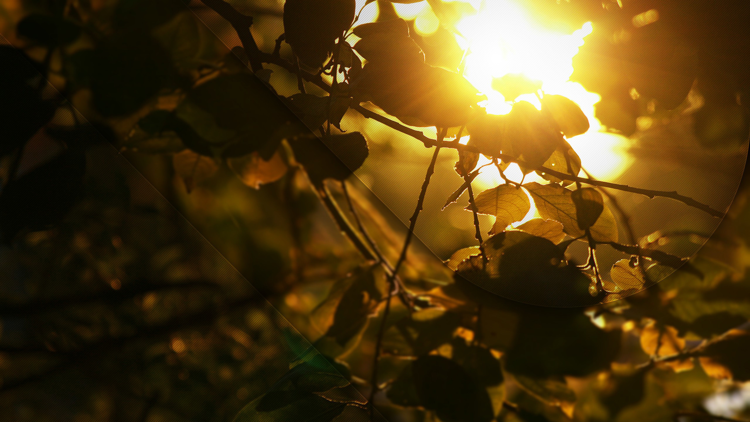 Обои солнечный свет, ветвь, лист, свет, дерево в разрешении 2560x1440