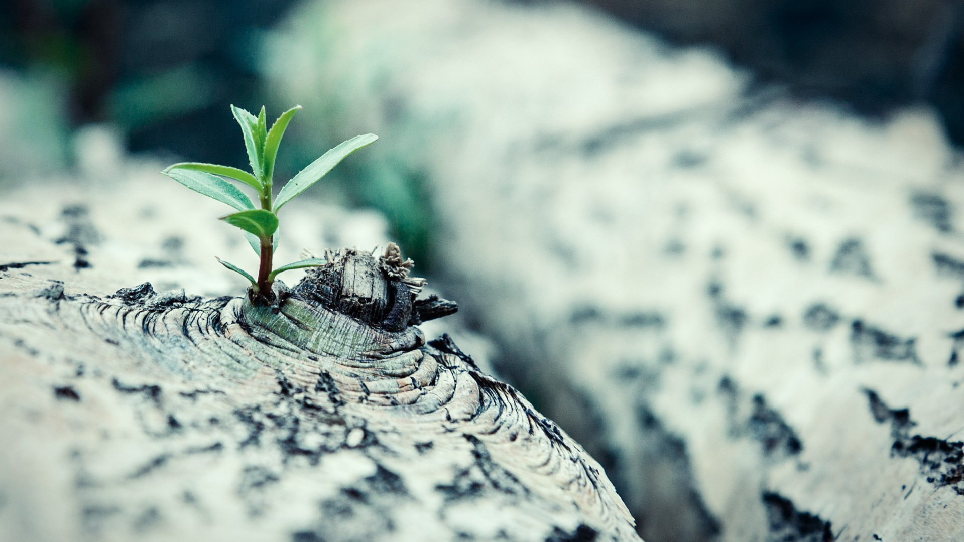 Обои глубина резкости, вода, лист, растение, дерево в разрешении 1920x1080