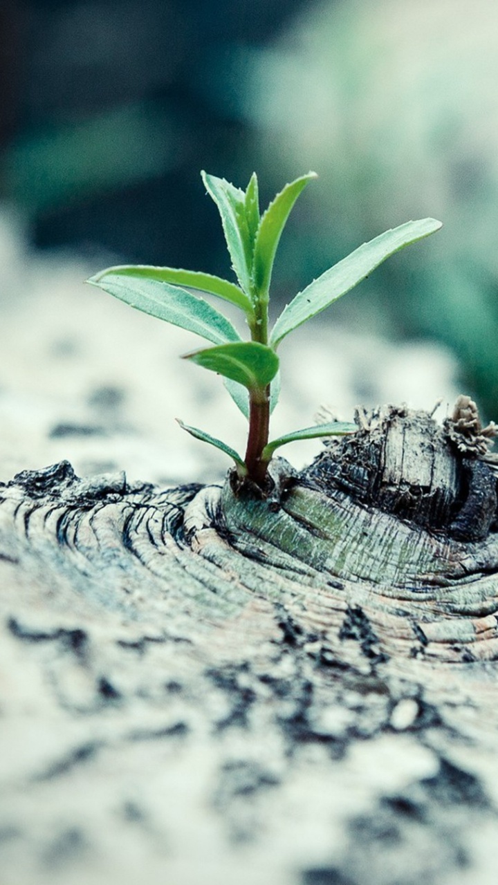 Обои глубина резкости, вода, лист, растение, дерево в разрешении 720x1280