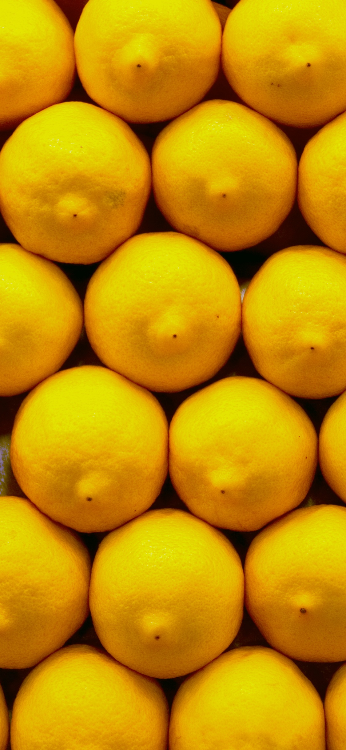 Обои лимон, фрукты, желтый, цитрус, природные продукты в разрешении 1125x2436