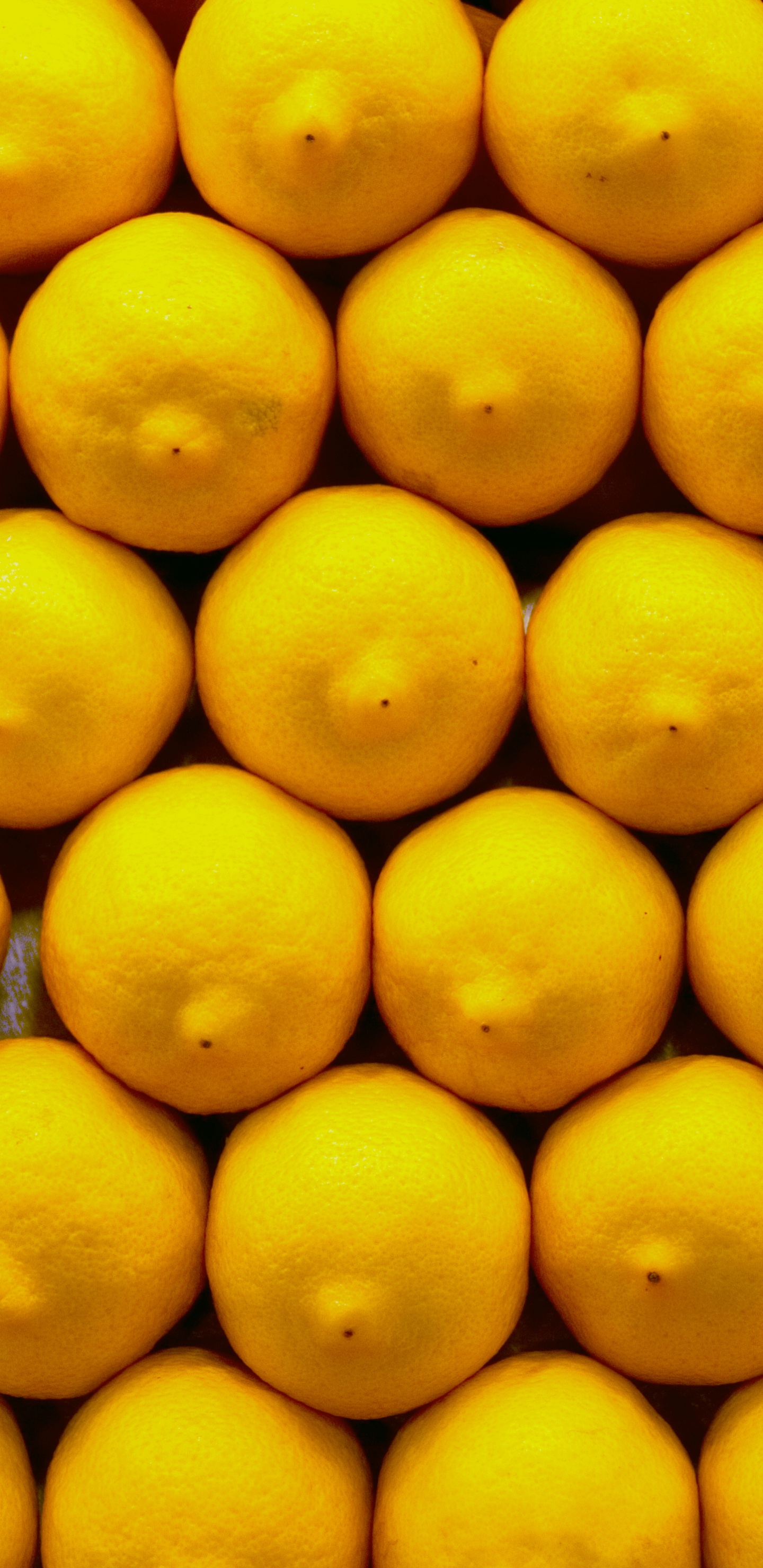 Обои лимон, фрукты, желтый, цитрус, природные продукты в разрешении 1440x2960