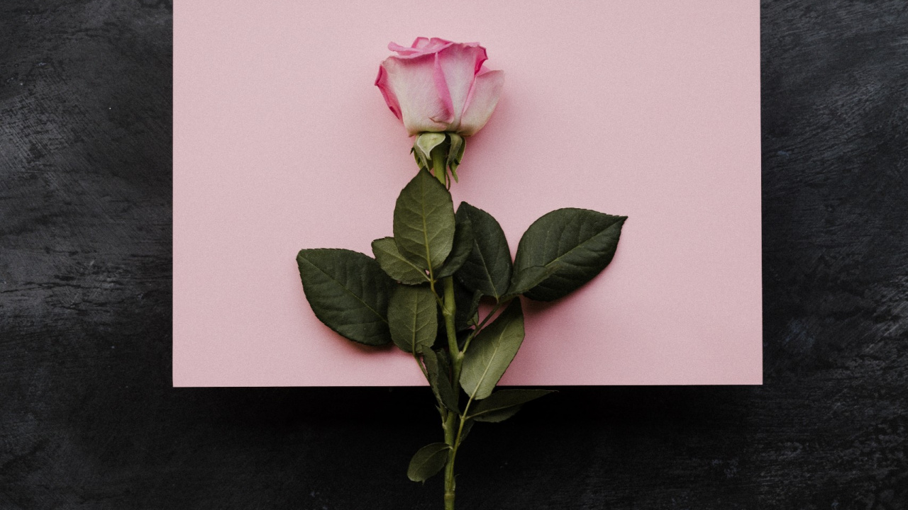 Обои пожелания на день рождения подруге, дата рождения, цветок, растение, лепесток в разрешении 1280x720