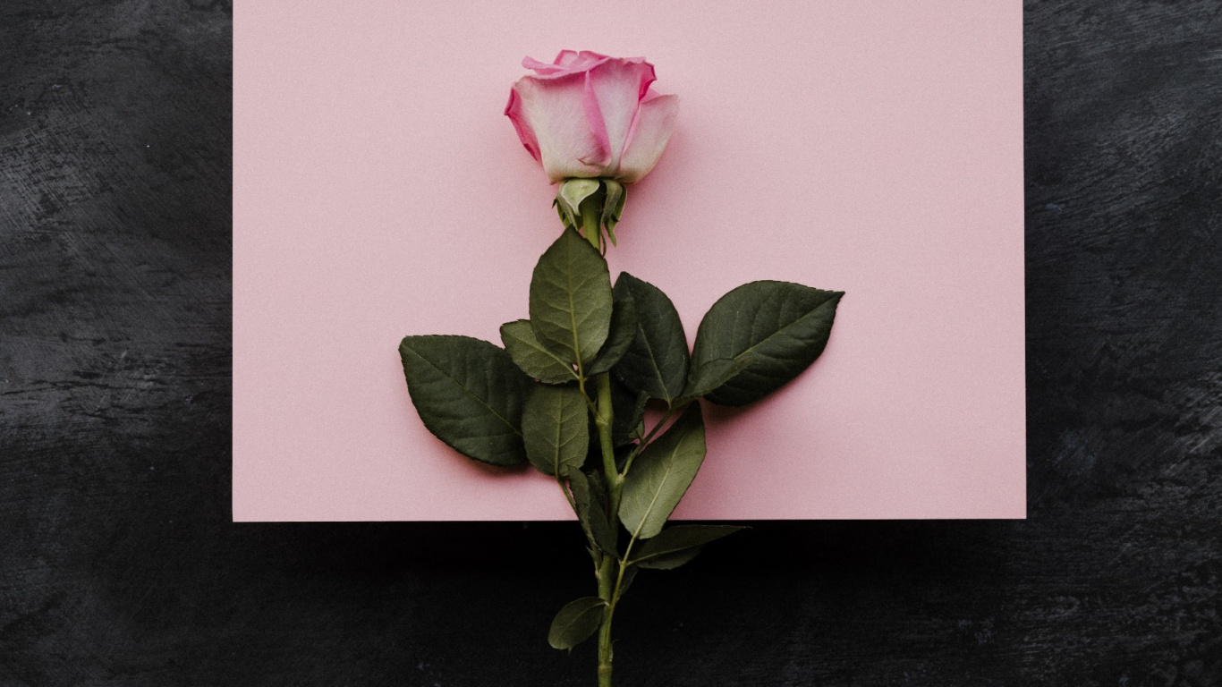 Обои пожелания на день рождения подруге, дата рождения, цветок, растение, лепесток в разрешении 1366x768