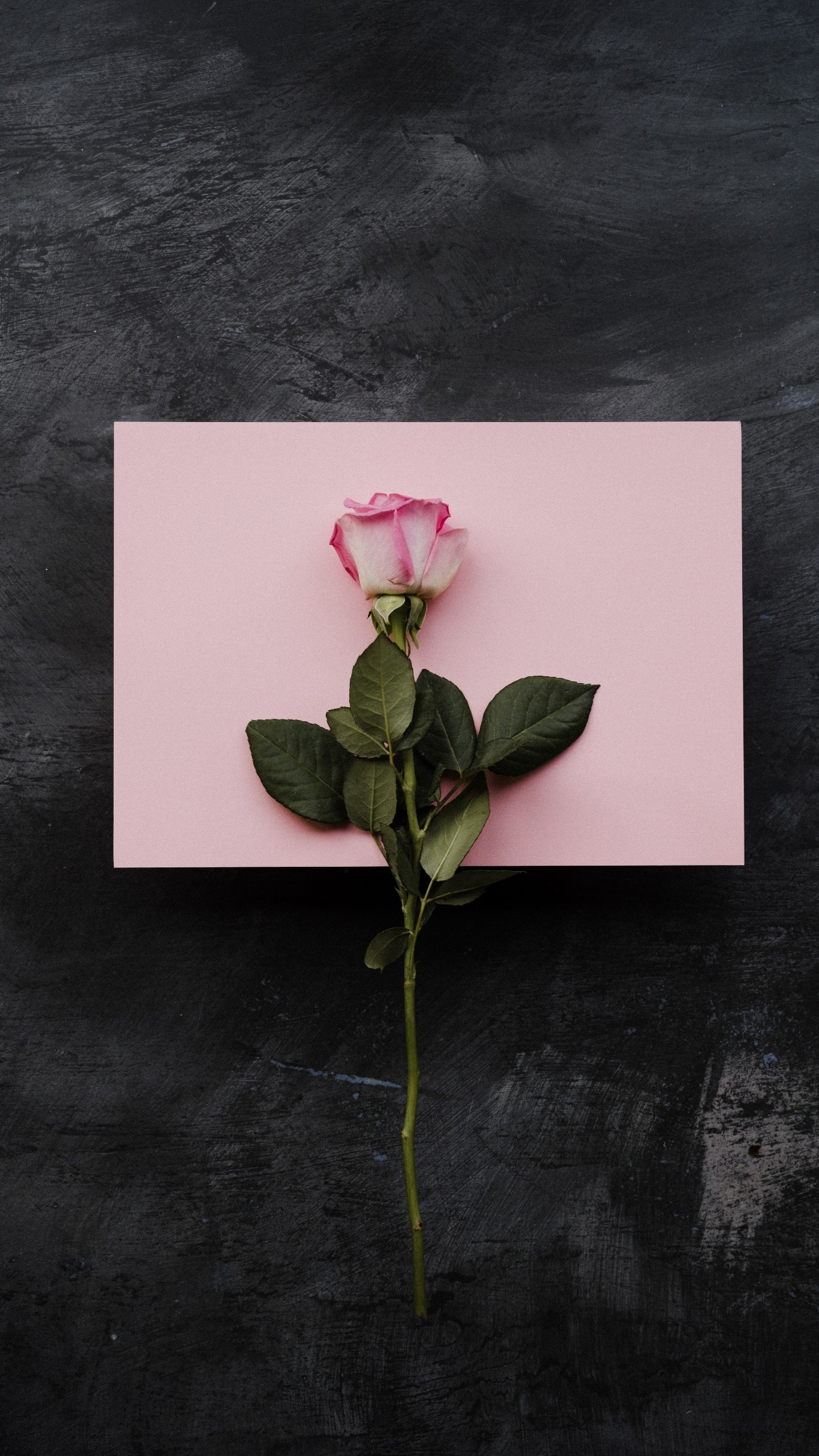 Обои пожелания на день рождения подруге, дата рождения, цветок, растение, лепесток в разрешении 1440x2560