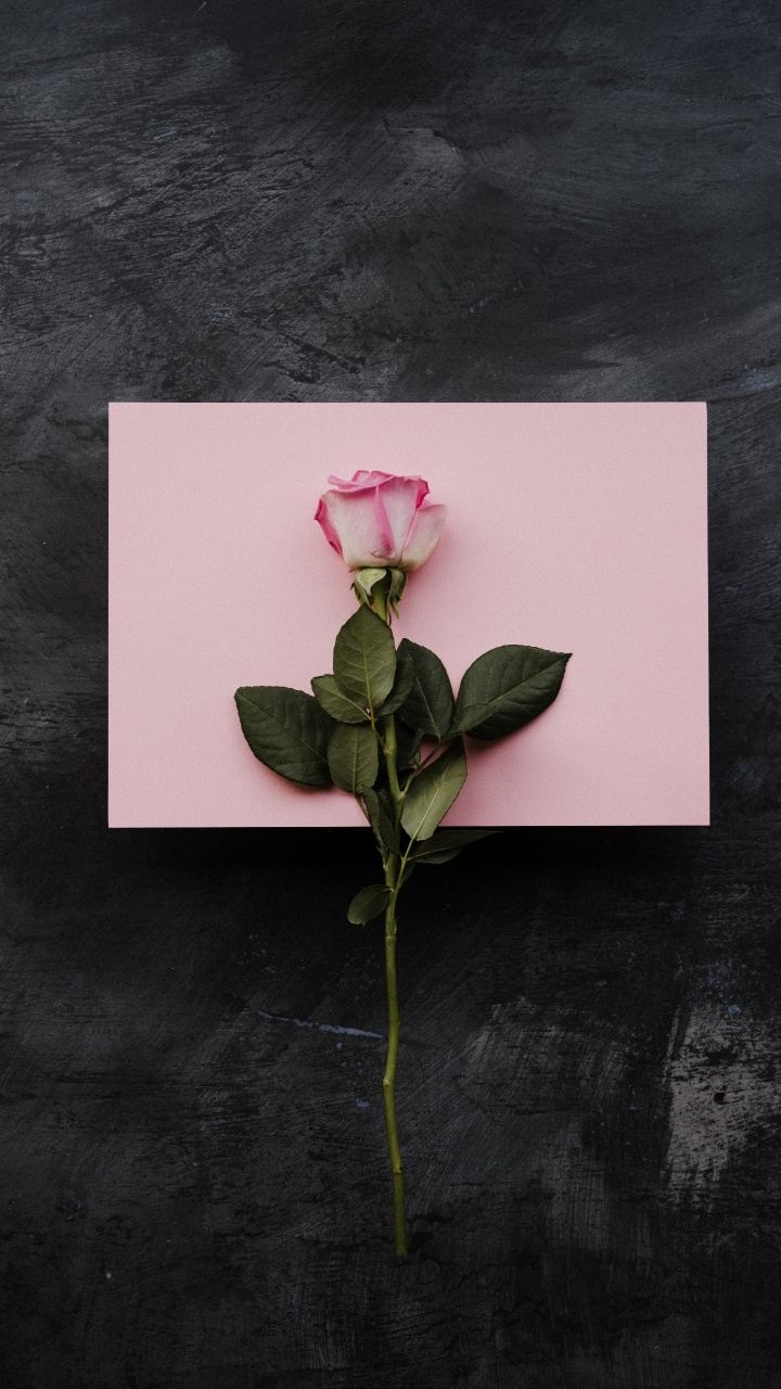 Обои пожелания на день рождения подруге, дата рождения, цветок, растение, лепесток в разрешении 720x1280