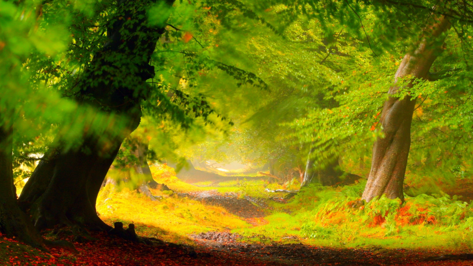 Обои лес, дерево, природа, растительность, лесистая местность в разрешении 1920x1080