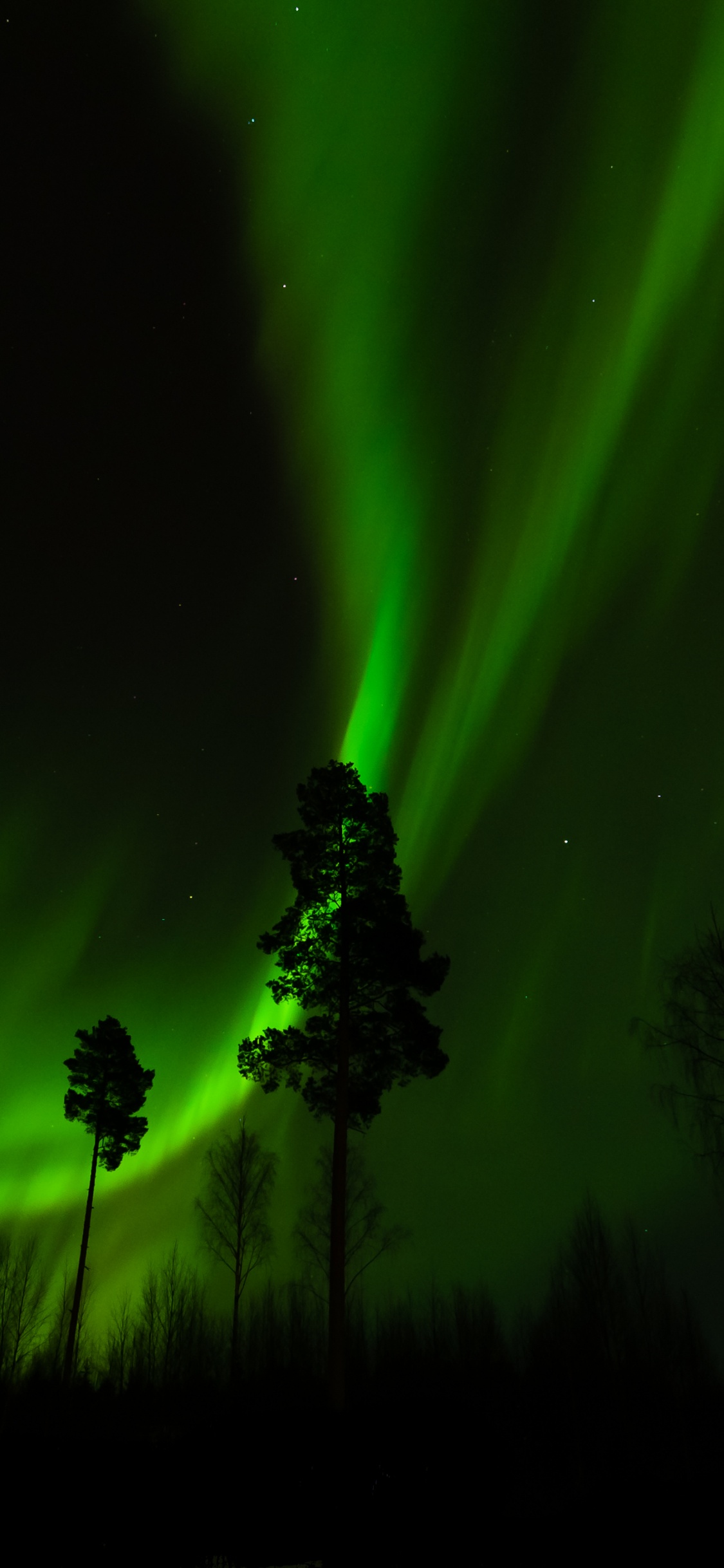 Обои Аврора, природа, свет, ночь, дерево в разрешении 1125x2436