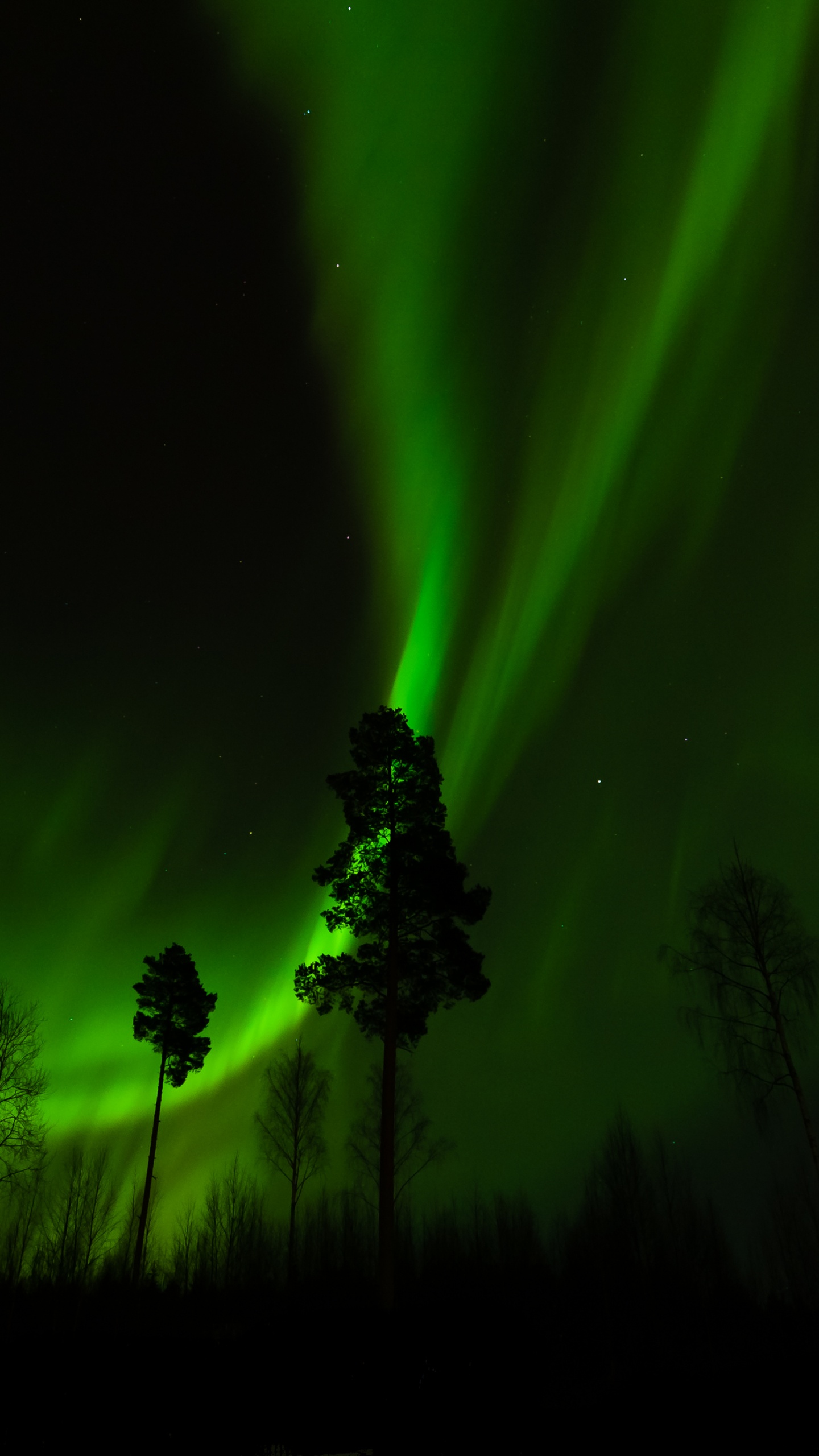 Обои Аврора, природа, свет, ночь, дерево в разрешении 1440x2560