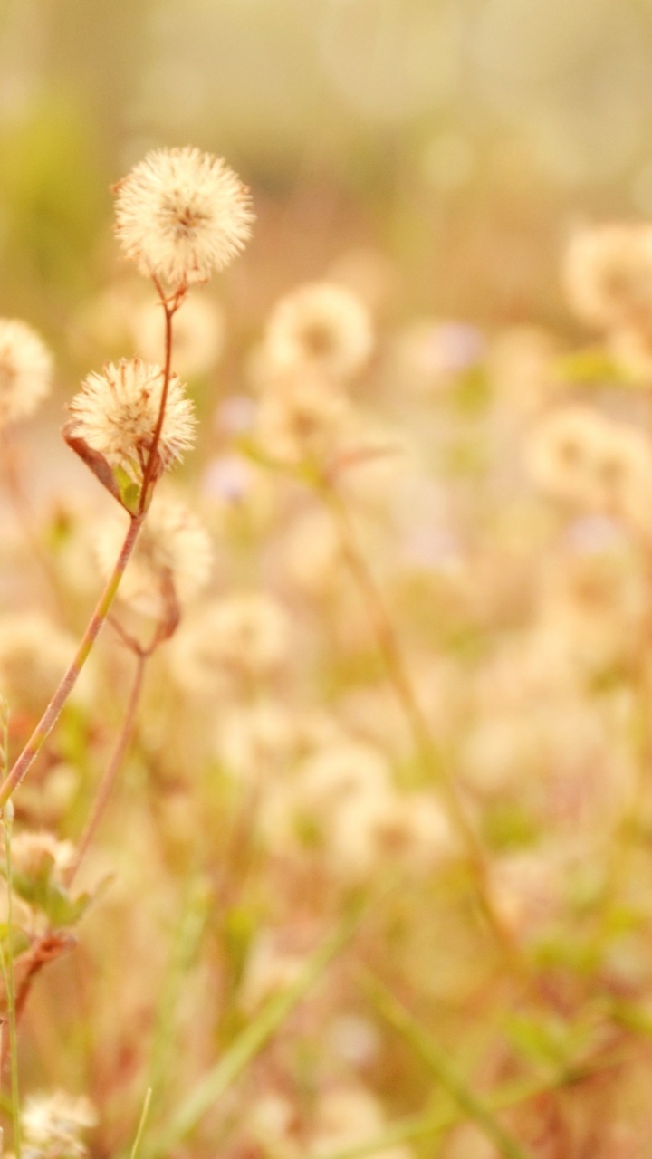 Обои природа, цветок, растение, весна, луг в разрешении 720x1280