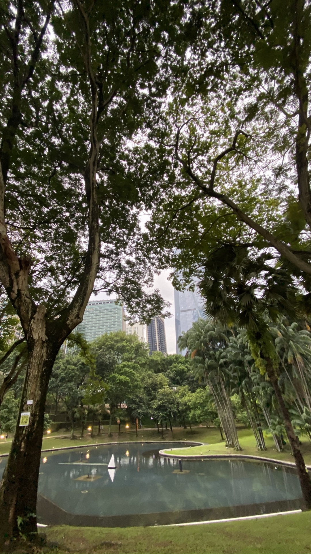 Обои Малайзия, дерево, вода, растительность, лист в разрешении 1080x1920