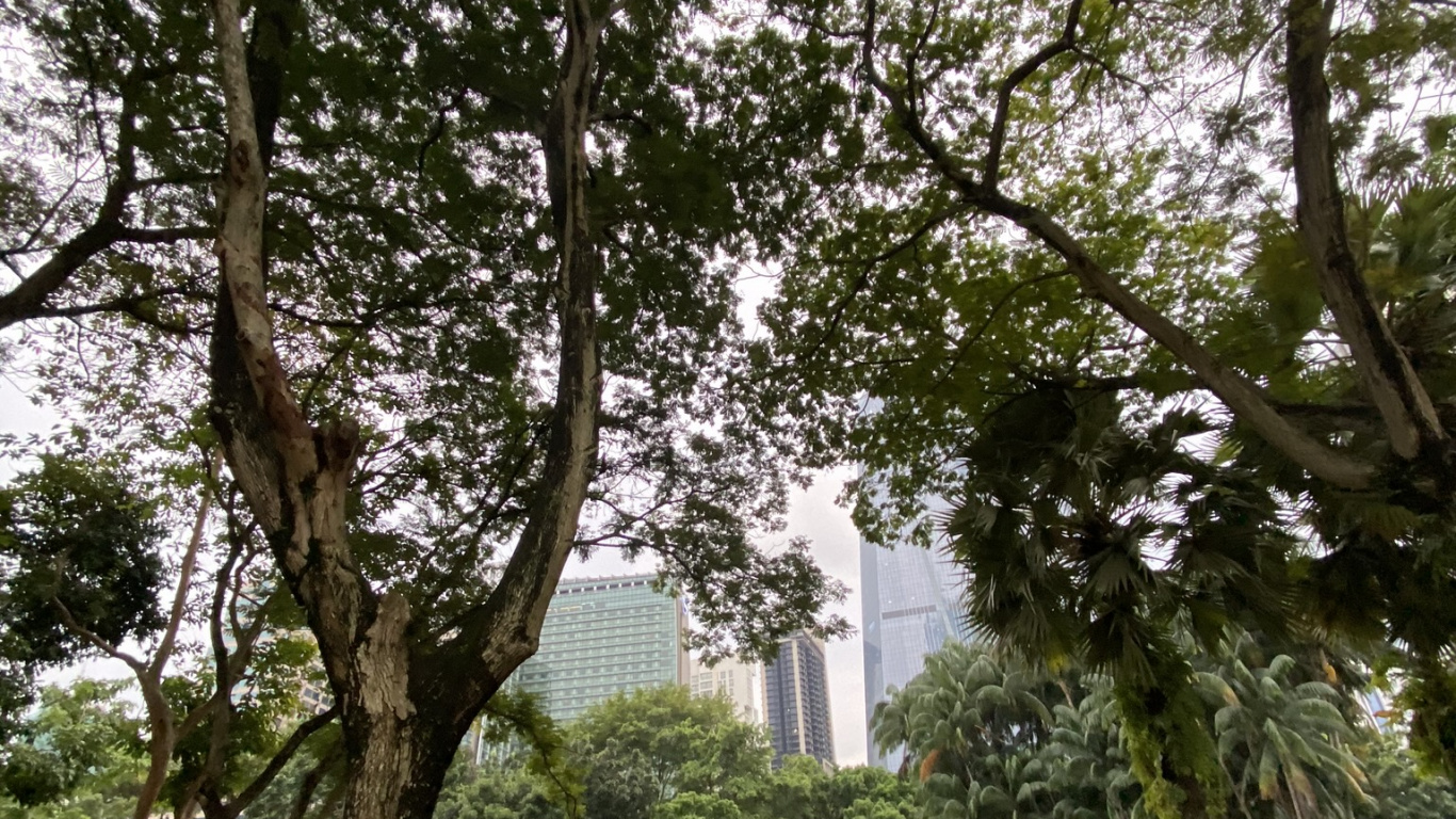 Обои Малайзия, дерево, вода, растительность, лист в разрешении 1366x768