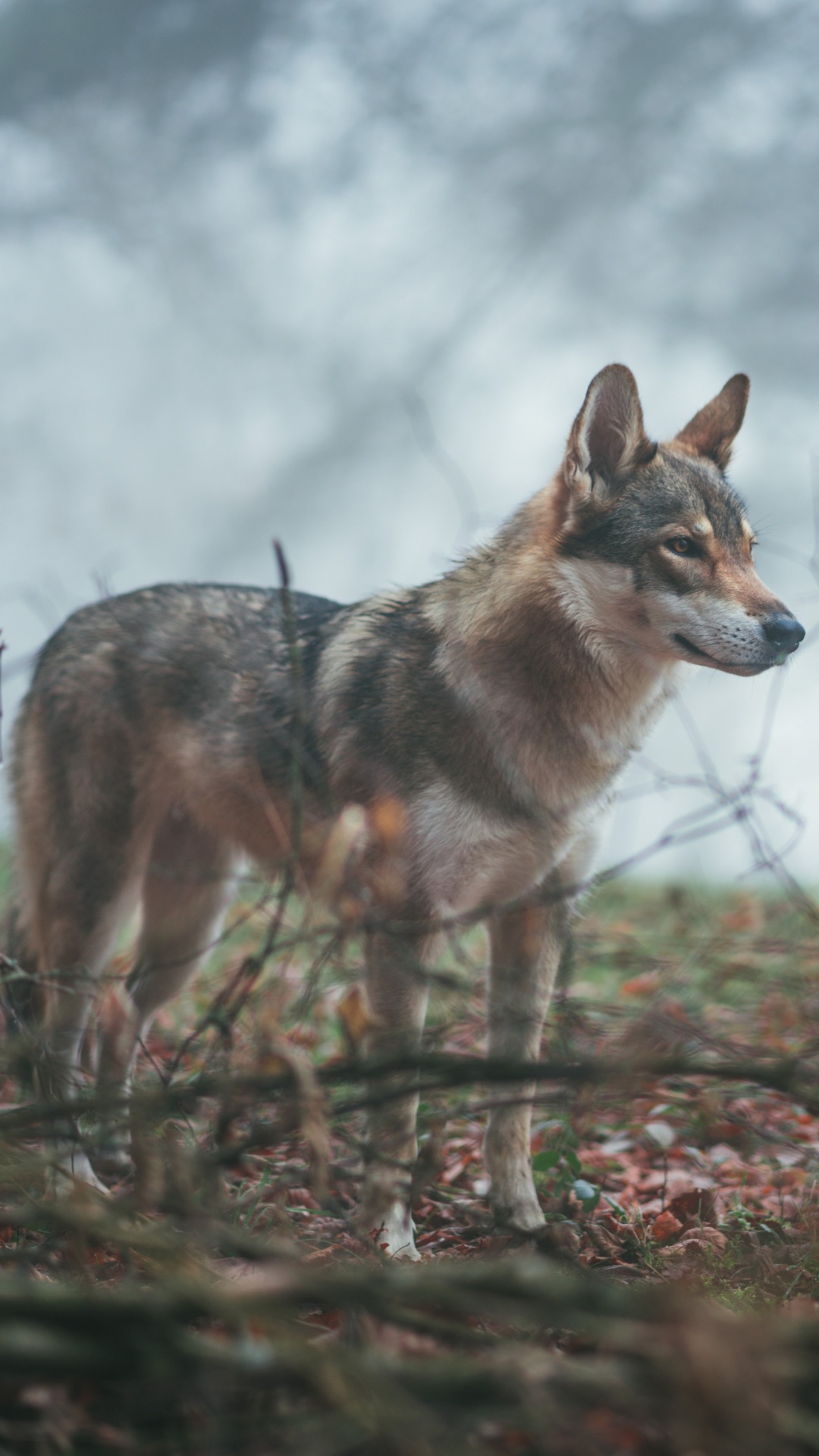 Обои волкодав, Псовые, живая природа, волк, чехословацкий влчак в разрешении 1080x1920