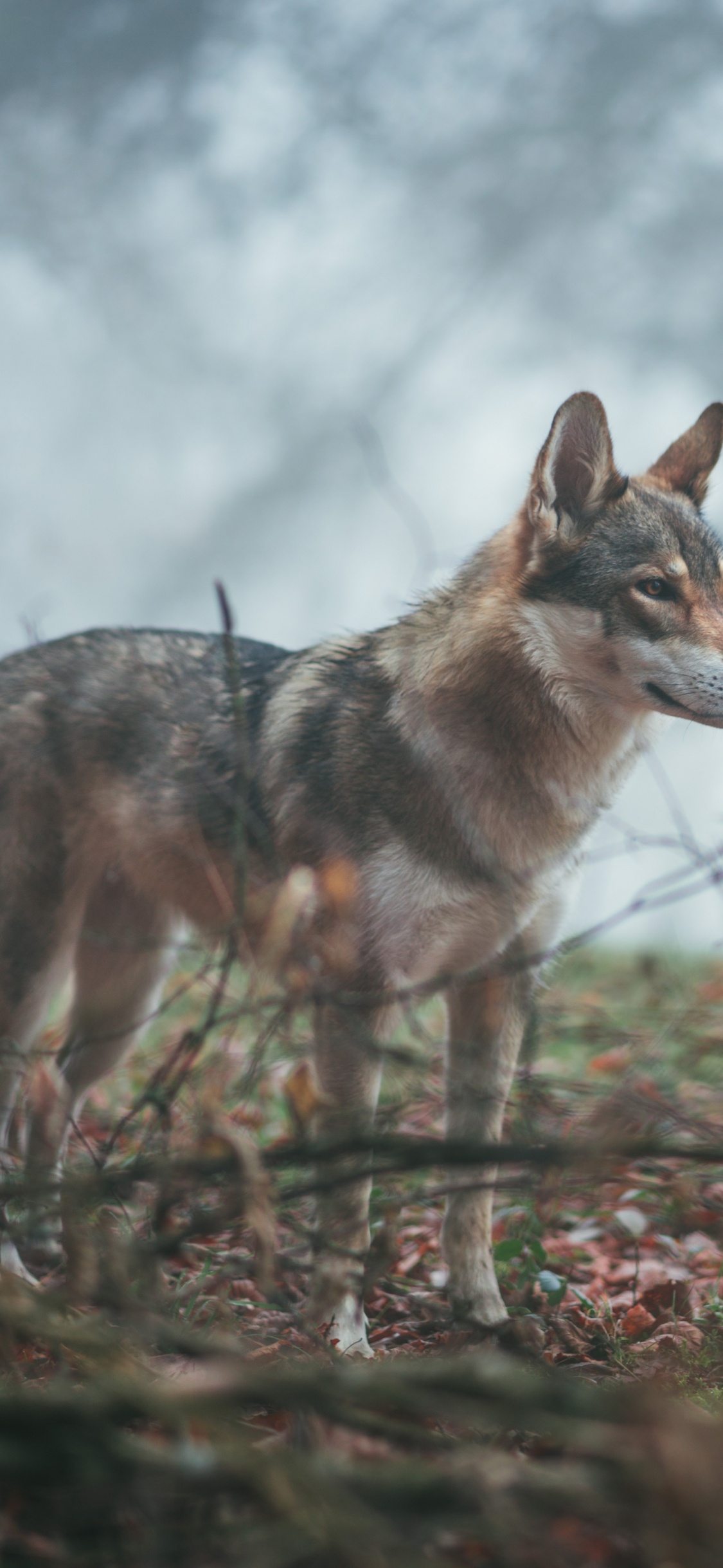 Обои волкодав, Псовые, живая природа, волк, чехословацкий влчак в разрешении 1125x2436