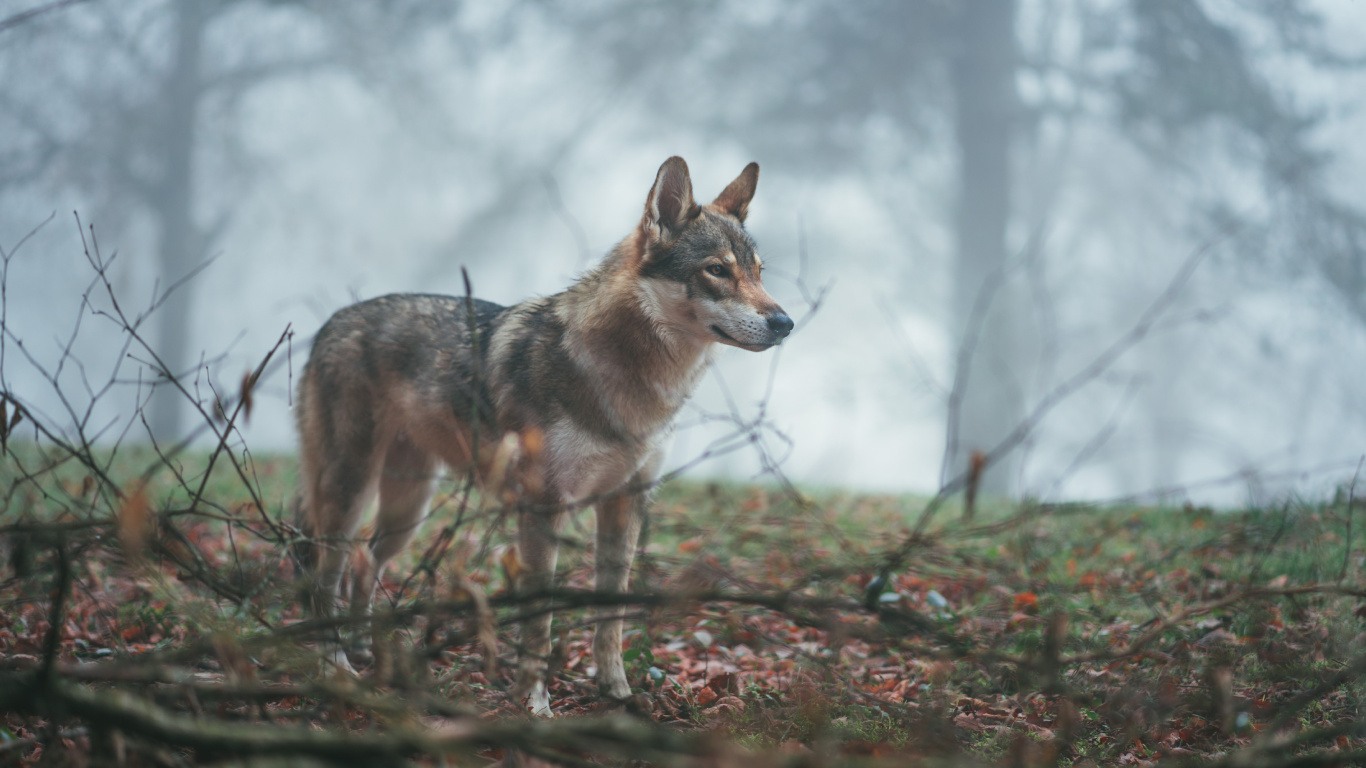 Обои волкодав, Псовые, живая природа, волк, чехословацкий влчак в разрешении 1366x768