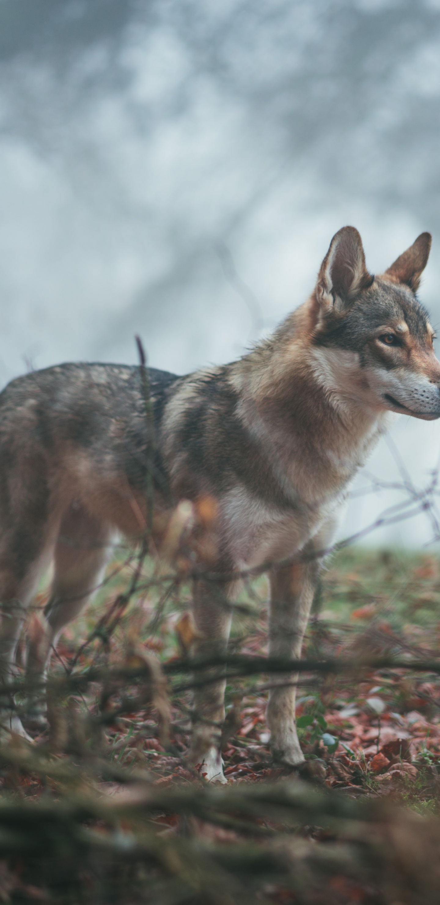 Обои волкодав, Псовые, живая природа, волк, чехословацкий влчак в разрешении 1440x2960