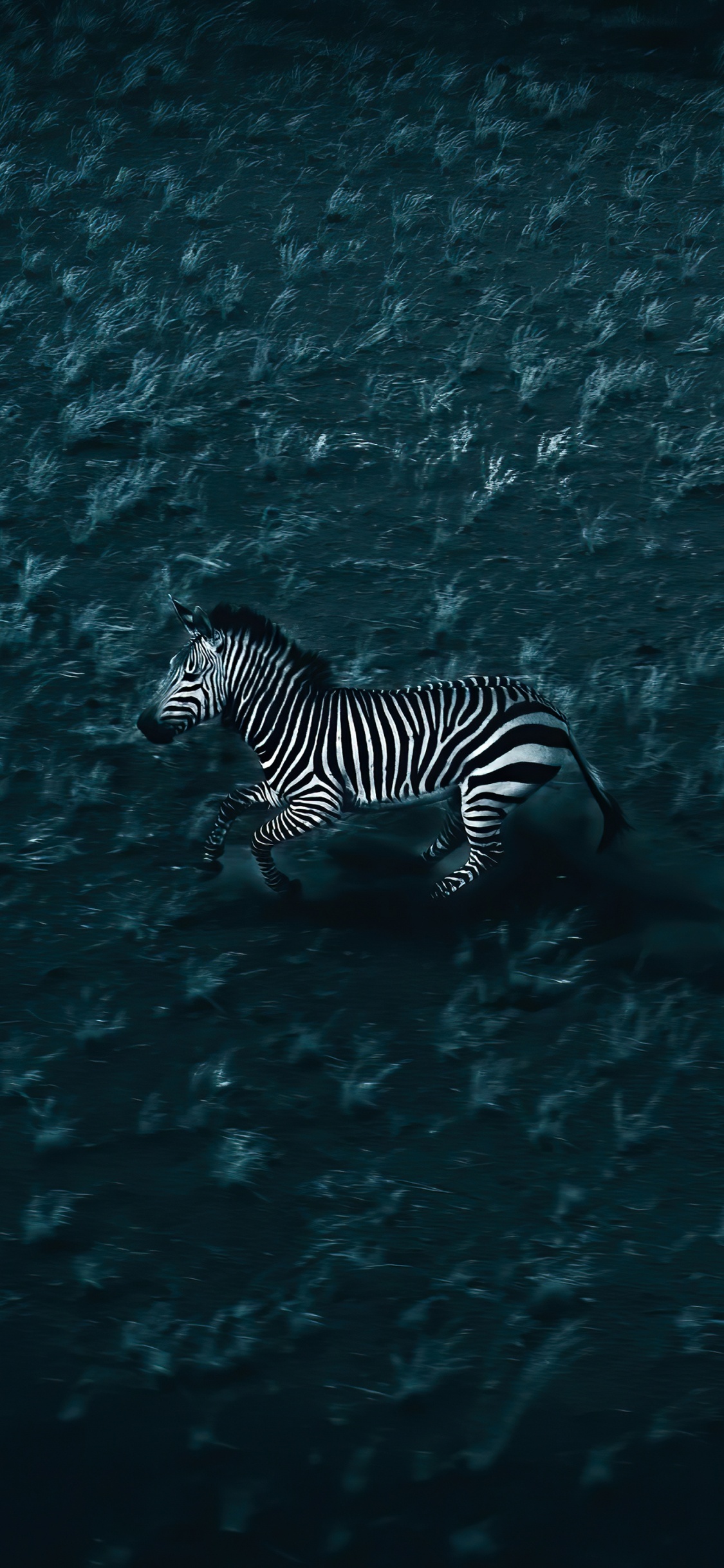 Обои вода, зебра, жидкий, жидкость, морская биология в разрешении 1125x2436