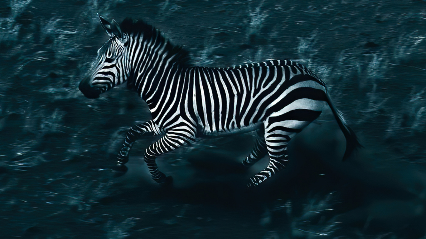 Обои вода, зебра, жидкий, жидкость, морская биология в разрешении 1366x768