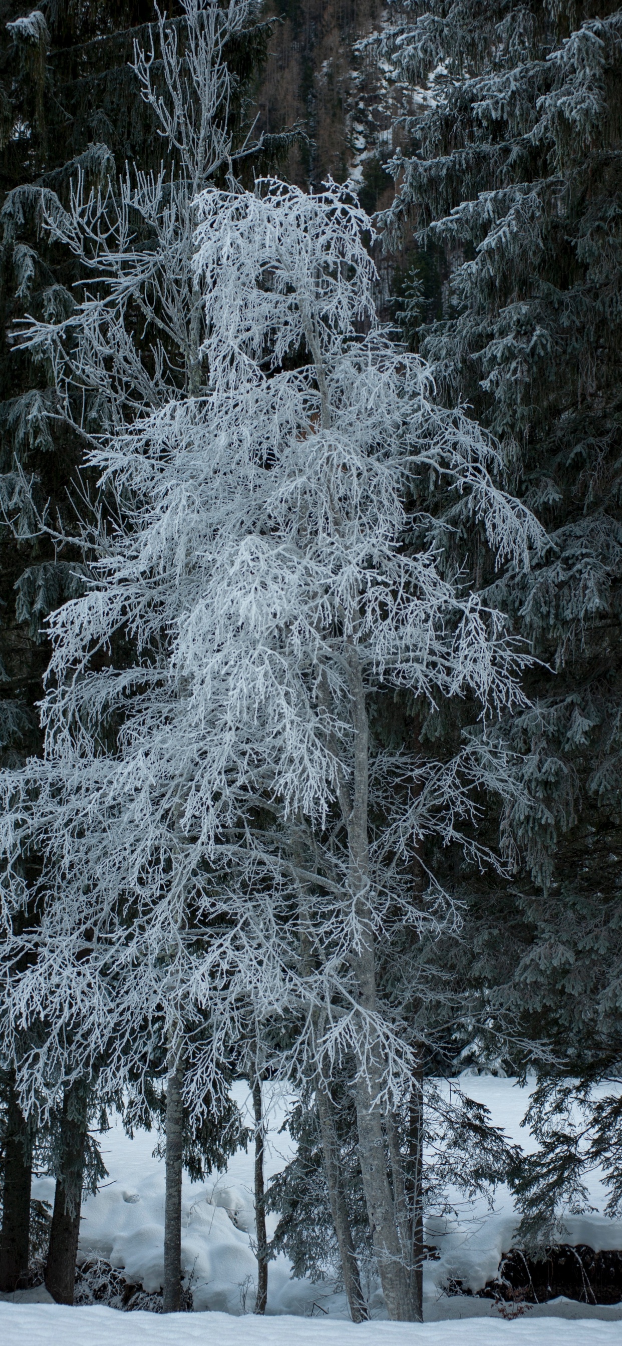 Обои снег, зима, иней, сосна, мороз в разрешении 1242x2688