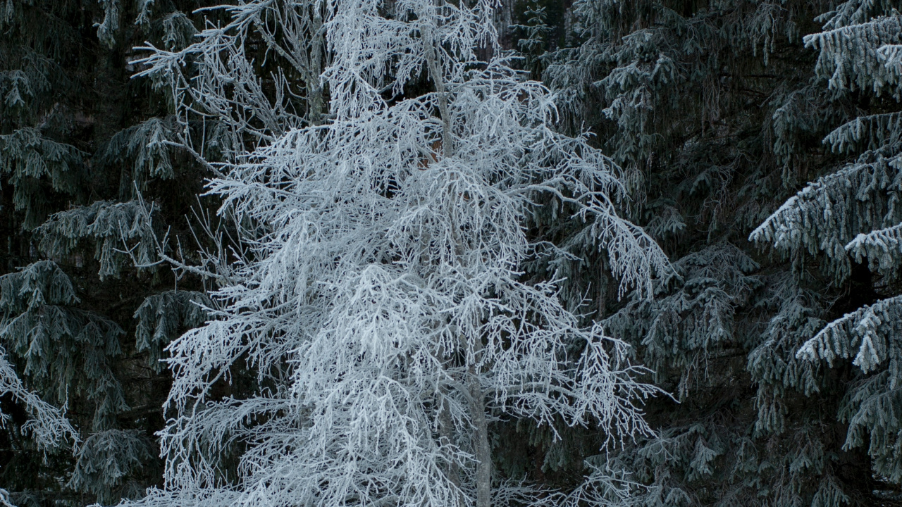 Обои снег, зима, иней, сосна, мороз в разрешении 1280x720