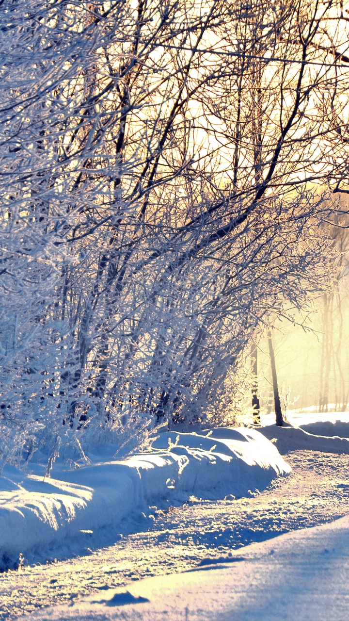 Обои зима, снег, природа, дерево, замораживание в разрешении 720x1280