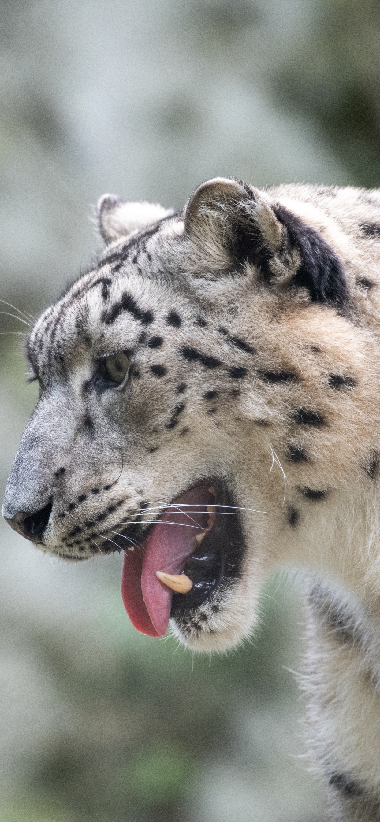 Обои Леопард, кошачьих, снежный Барс, большая кошка, Ягуар в разрешении 1242x2688