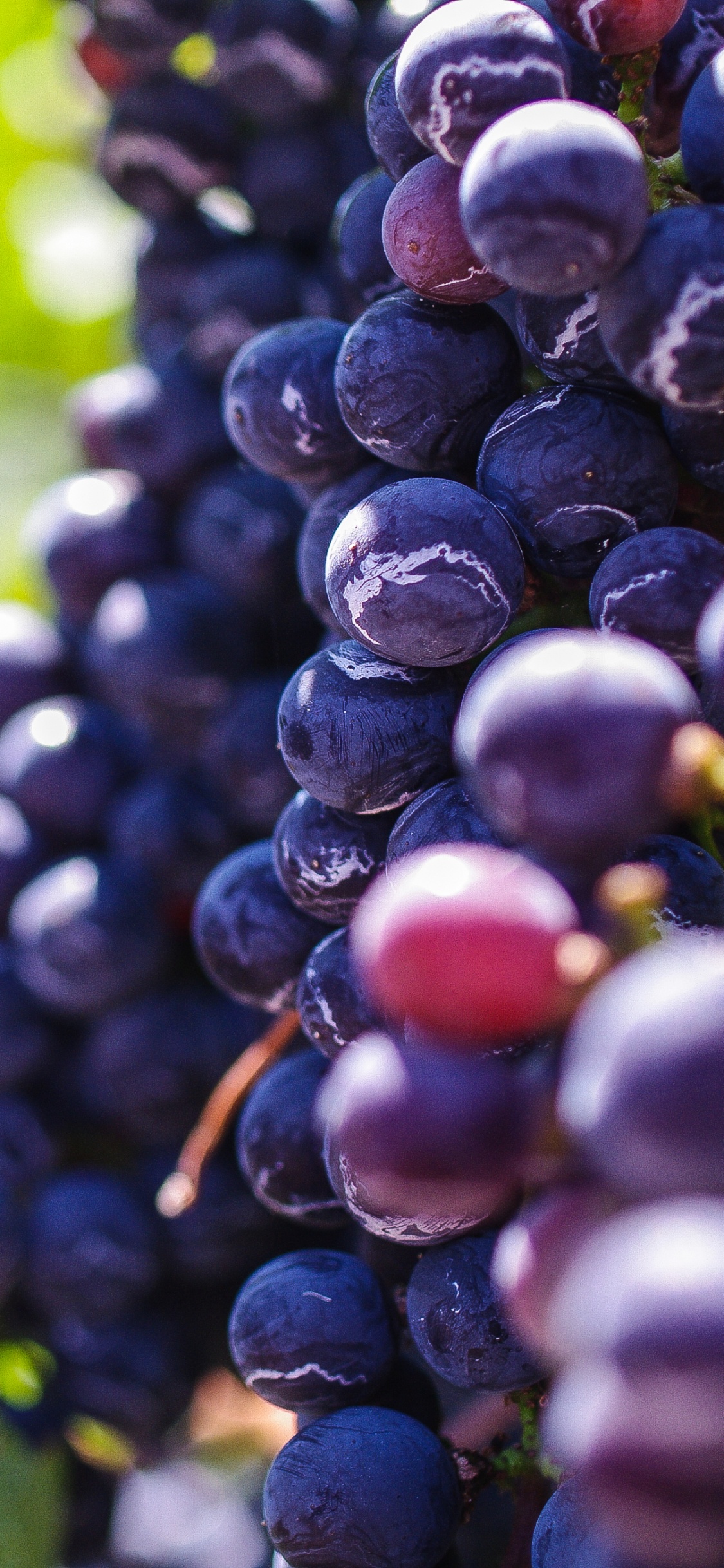 Обои Общие Винограда, вино, фрукты, виноградник, виноградные листья в разрешении 1125x2436