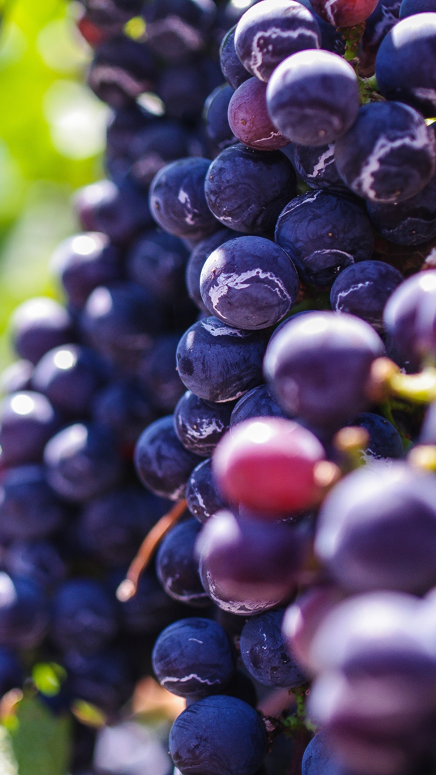 Обои Общие Винограда, вино, фрукты, виноградник, виноградные листья в разрешении 1440x2560