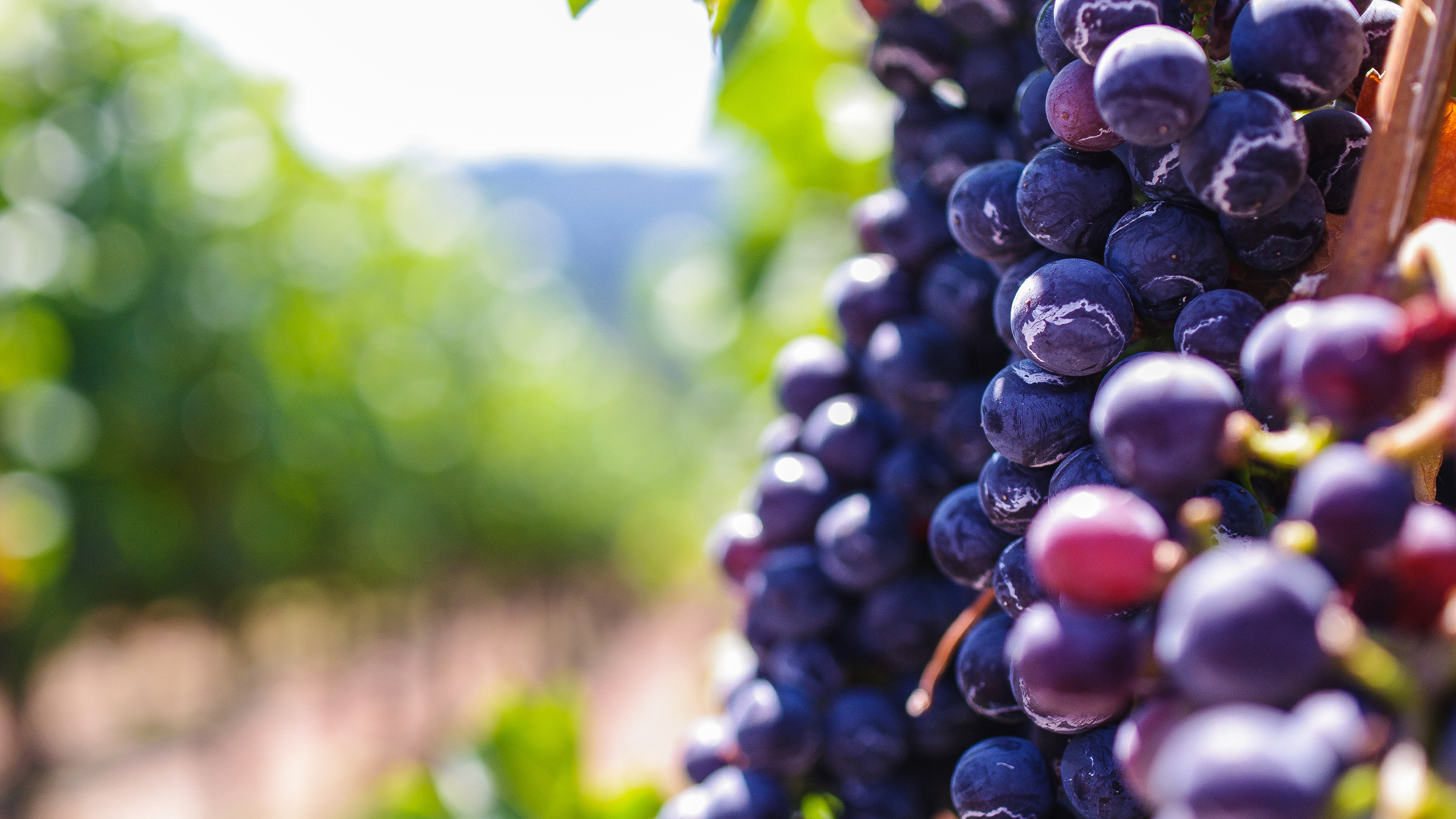 Обои Общие Винограда, вино, фрукты, виноградник, виноградные листья в разрешении 2560x1440