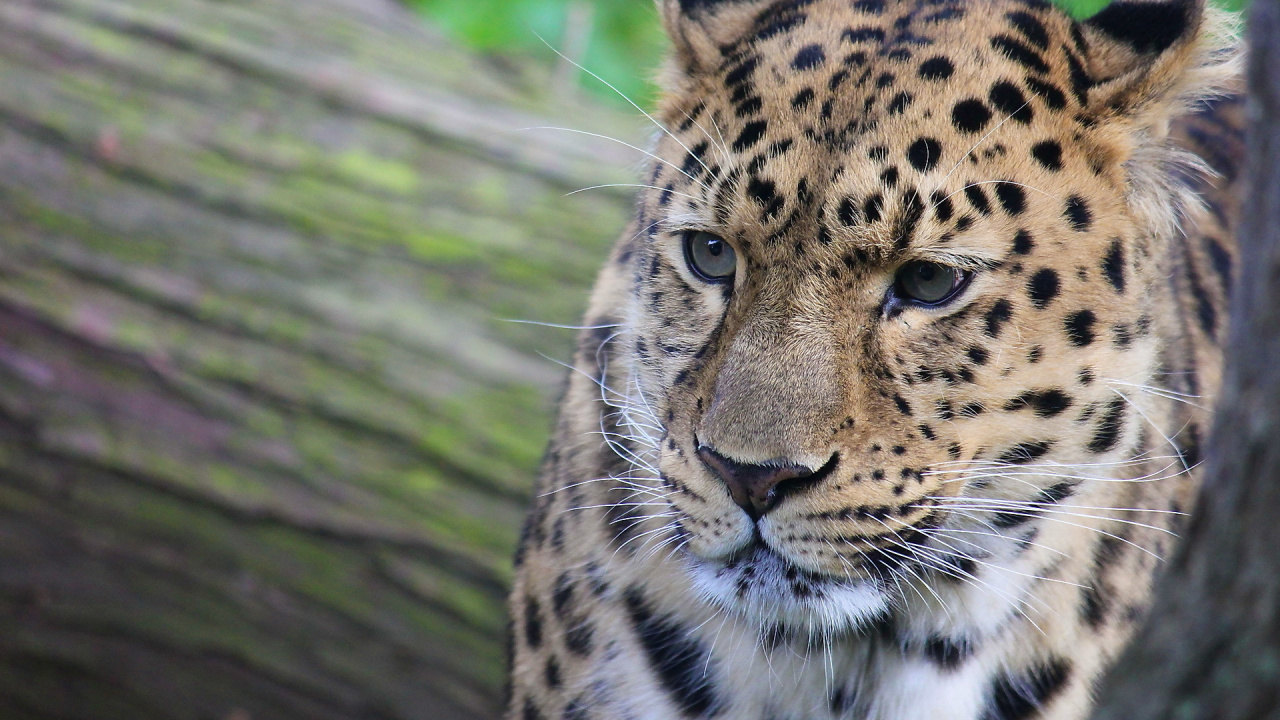 Обои Леопард, тигр, большая кошка, снежный Барс, кот в разрешении 1280x720