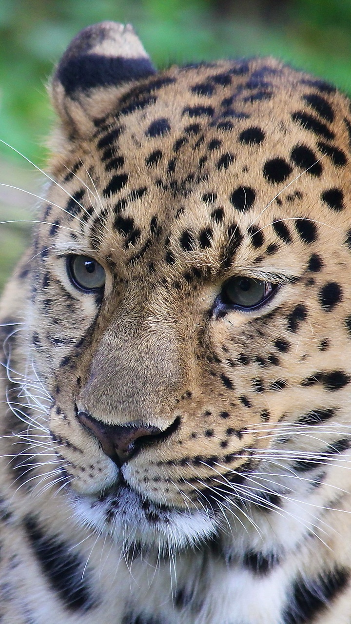 Обои Леопард, тигр, большая кошка, снежный Барс, кот в разрешении 720x1280