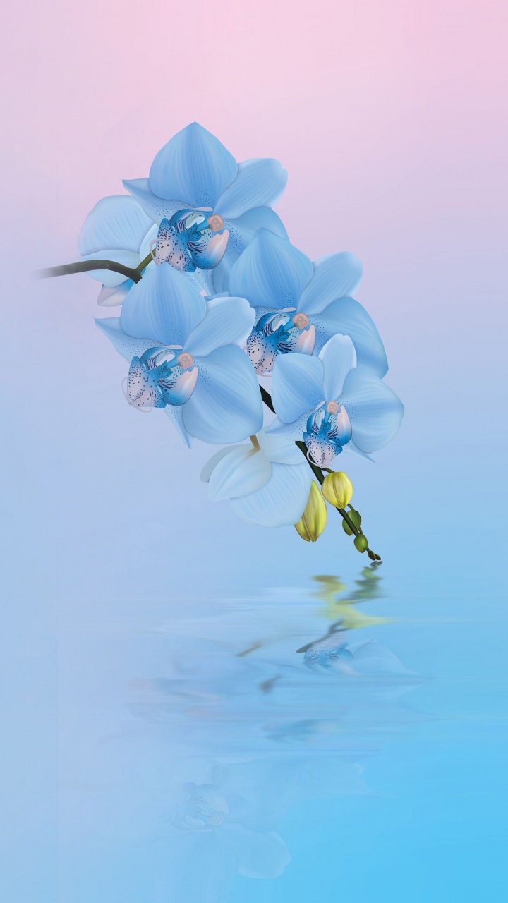 Обои Huawei, Huawei Honor 10, xiaomi цветок, цветок, цветочный дизайн в разрешении 720x1280