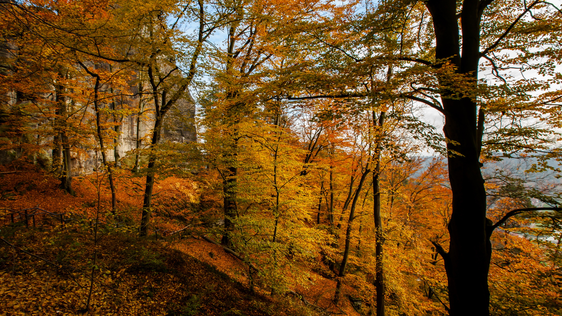 Обои природа, дерево, лист, лес, лесистая местность в разрешении 1920x1080