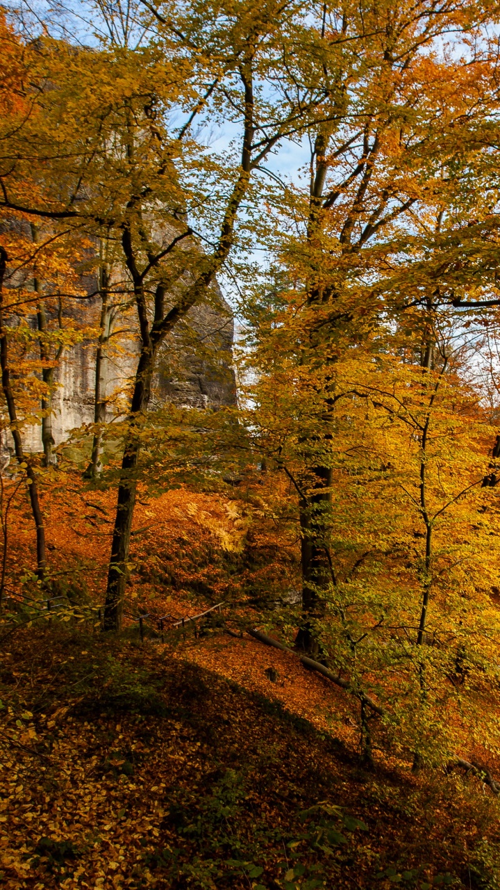 Обои природа, дерево, лист, лес, лесистая местность в разрешении 720x1280