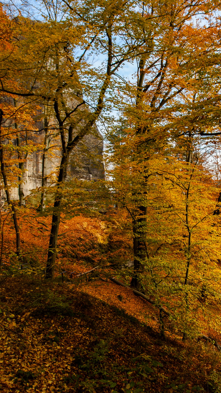 Обои природа, дерево, лист, лес, лесистая местность в разрешении 750x1334